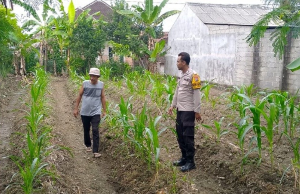 Bhabinkamtibmas Polsek Muncar Monitoring Panen Jagung Warga untuk Dukung Swasembada Pangan Nasional